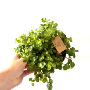 Peperomia Rotundifolia