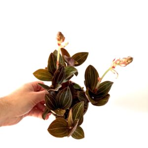 Ludisia