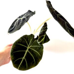 Alocasia Black Velvet