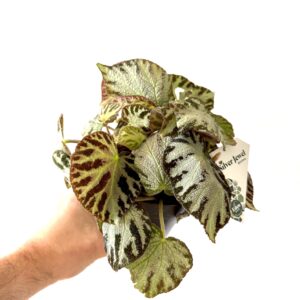 Begonia Silver Jewell