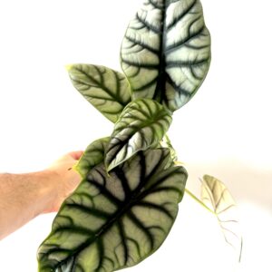 Alocasia Nebula Silver