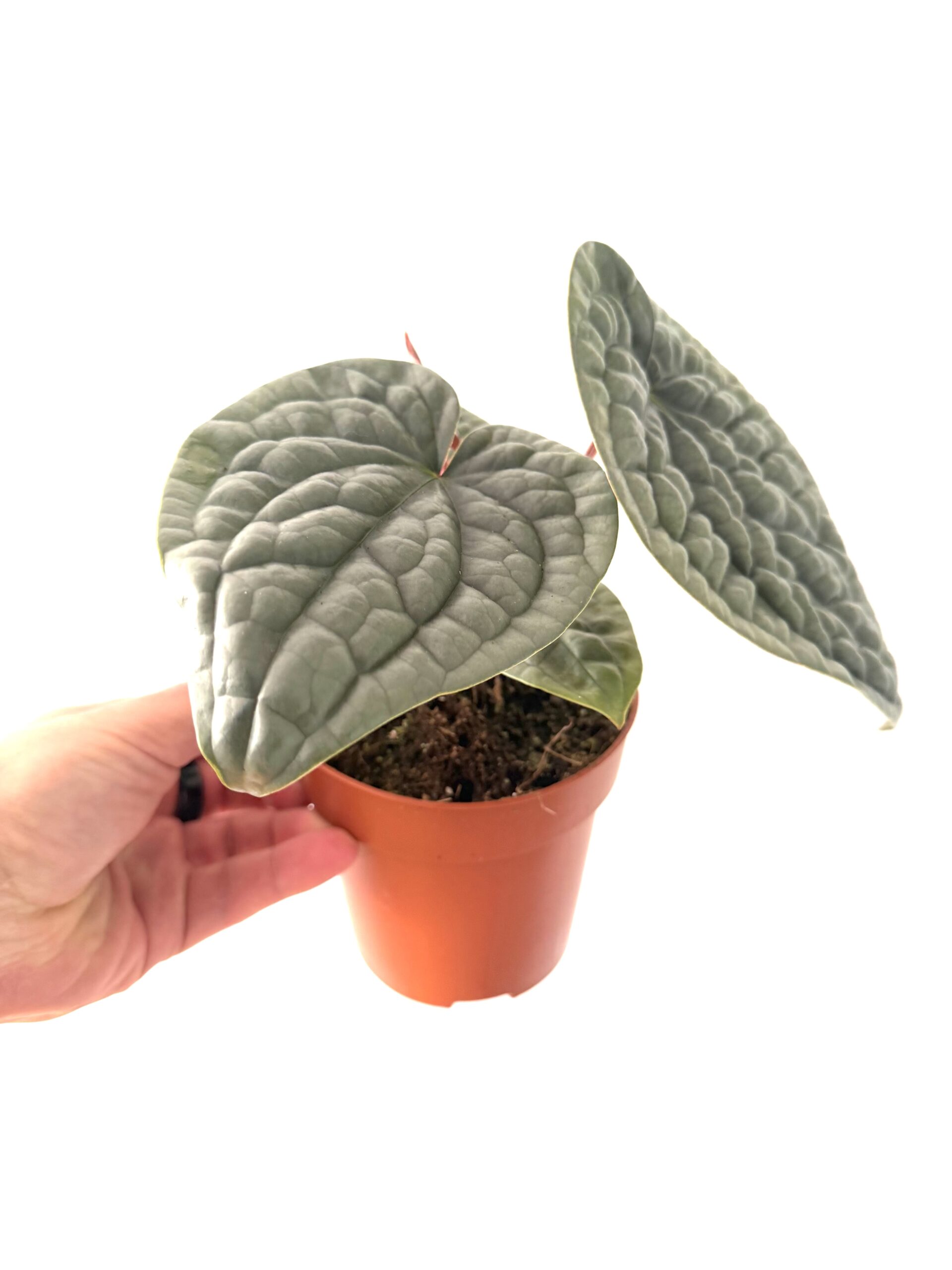 Anthurium luxurians - Imagen 2