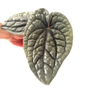 Anthurium luxurians
