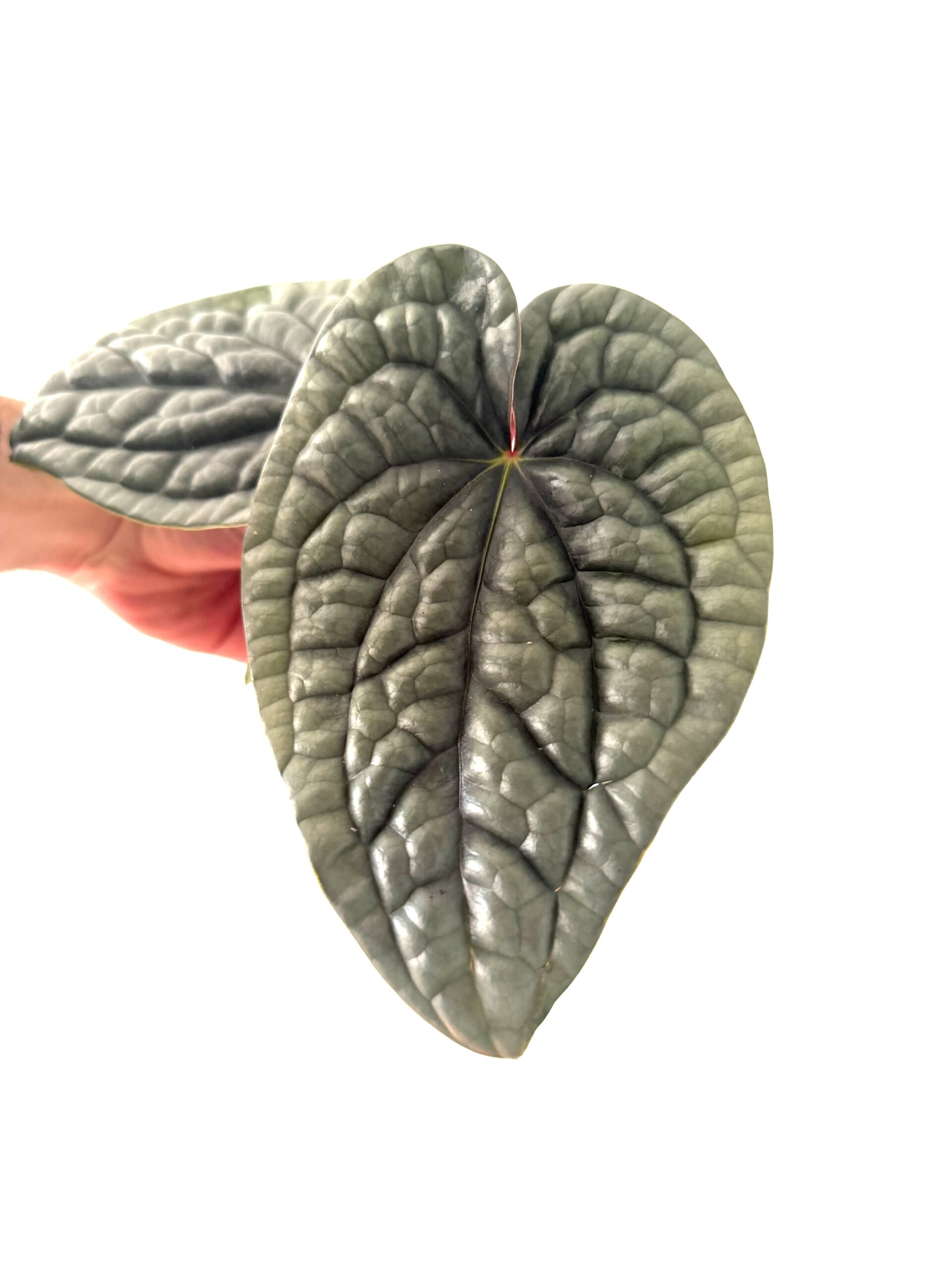 Anthurium luxurians