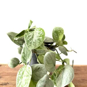 Scindapsus Silver Ann