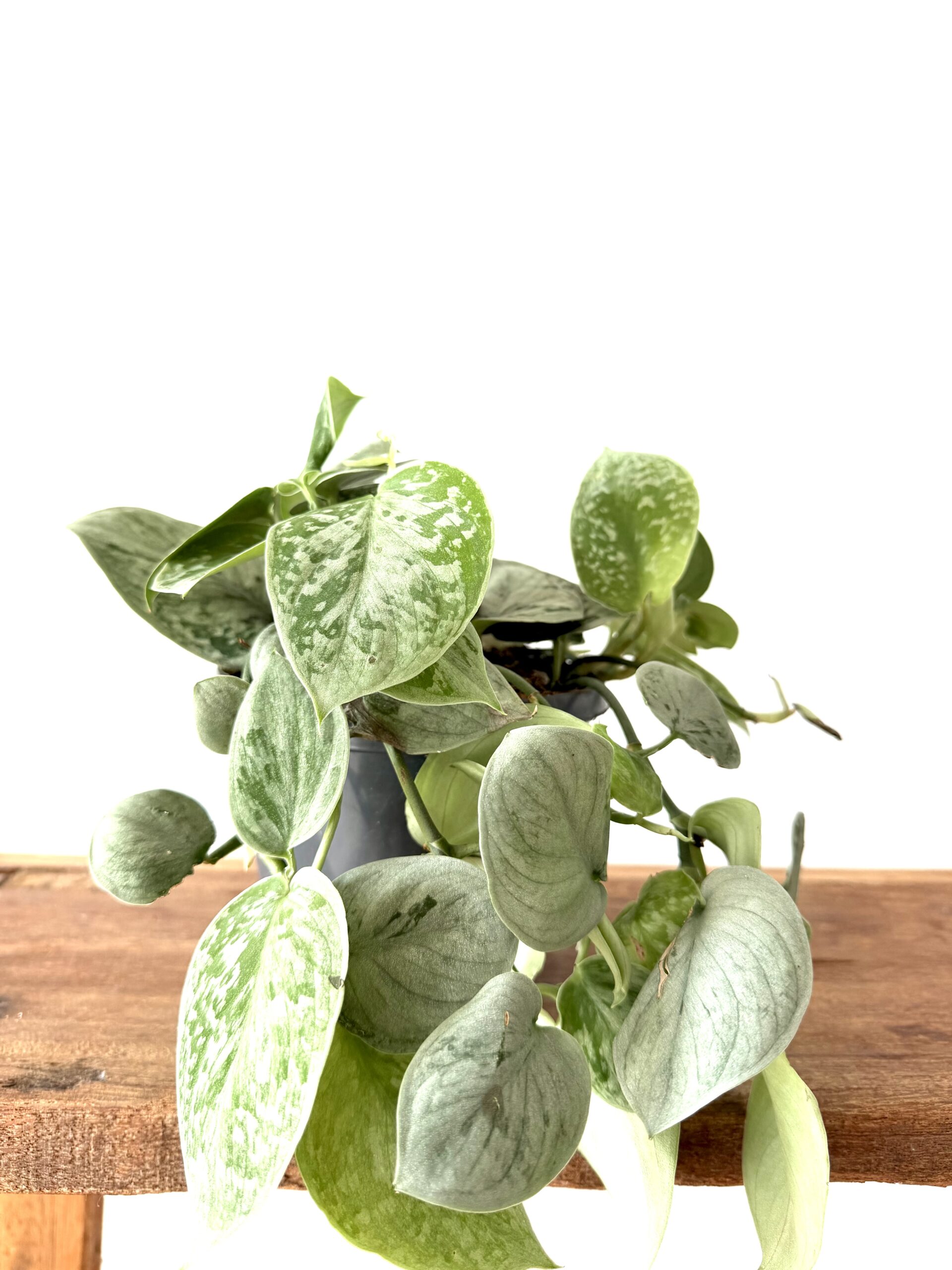 Scindapsus Silver Ann