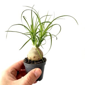 Beaucarnea recurvata