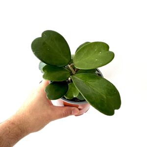 Hoya kerrii