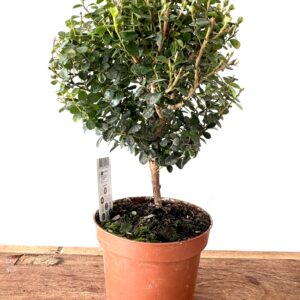 Myrsine africana