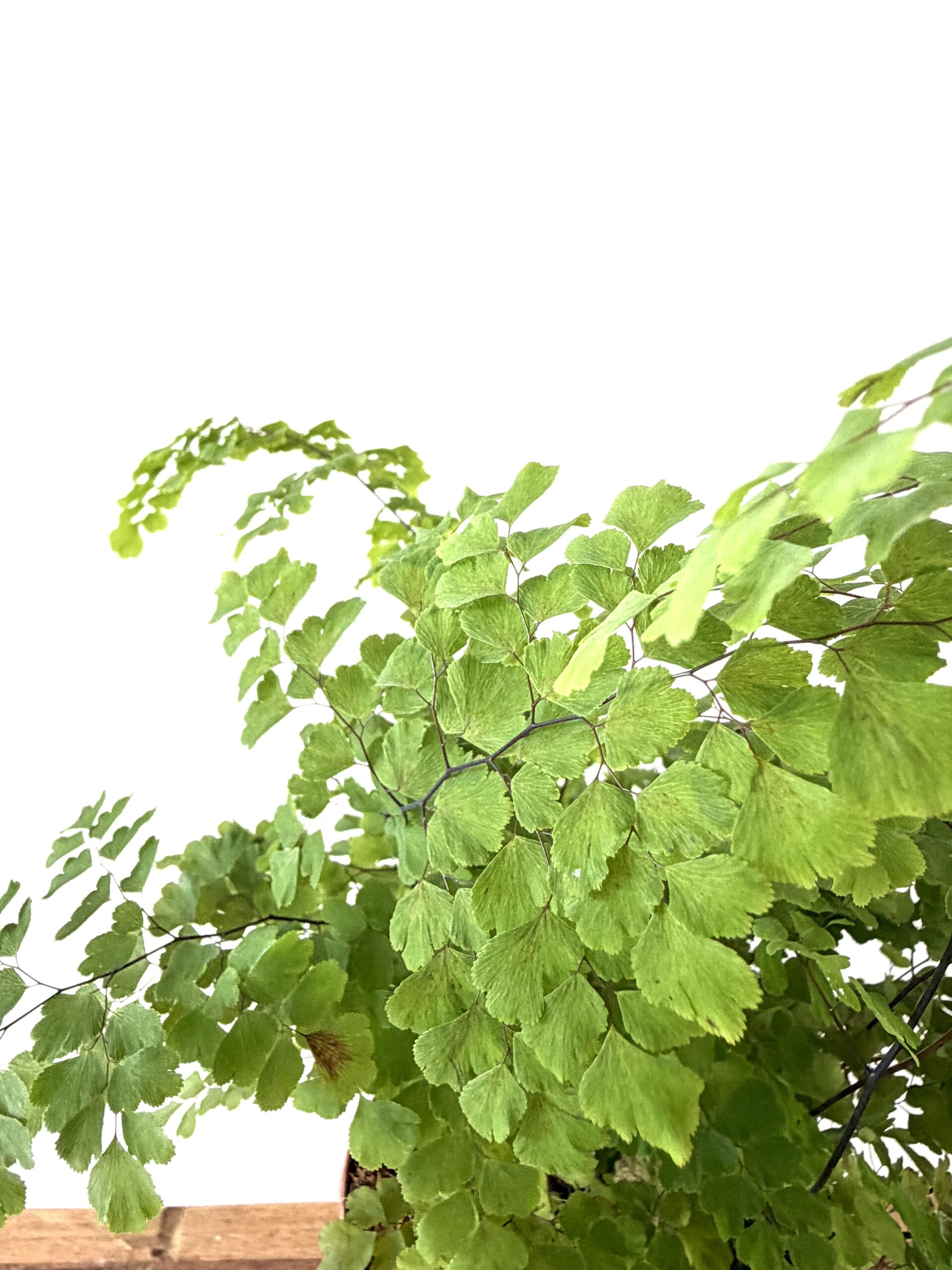 Adiantum ‘Fritz Luthi’ - Imagen 2