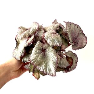 Begonia ‘Hawaiian Silver’
