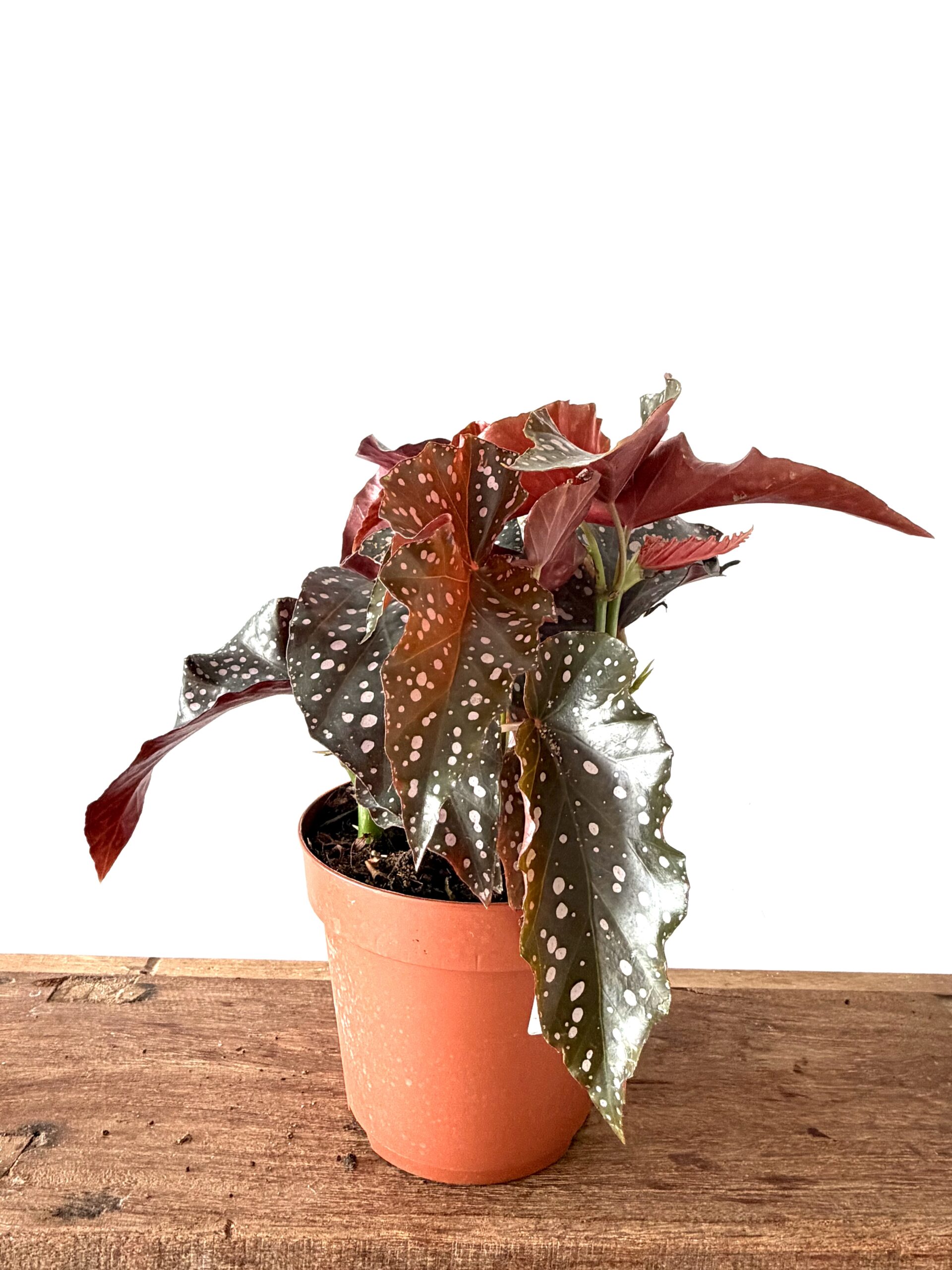 Begonia ‘Caribbean Night’ - Imagen 2