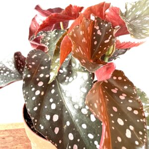 Begonia ‘Caribbean Night’