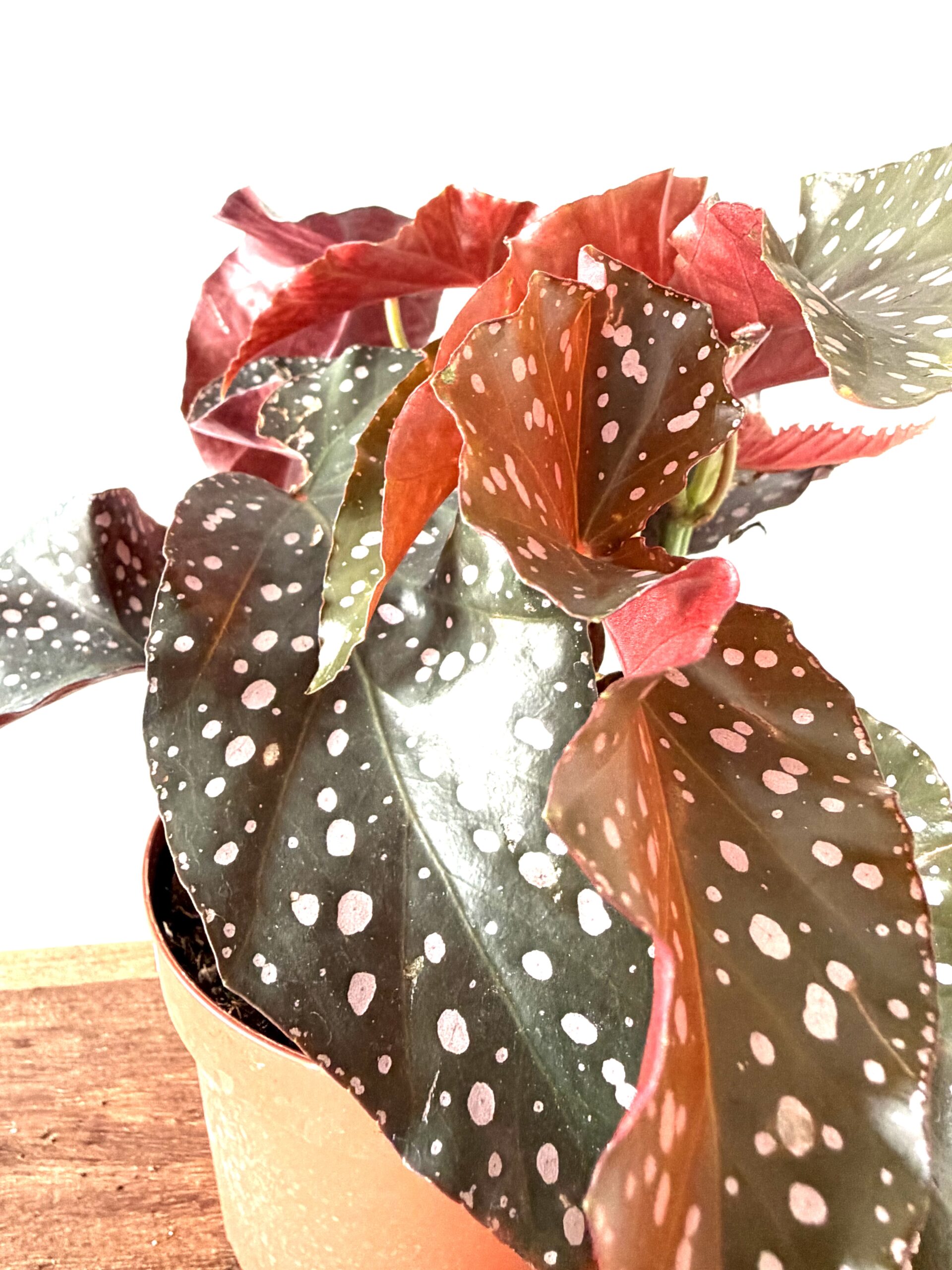 Begonia ‘Caribbean Night’