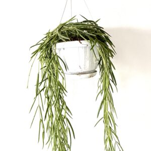 Hoya linearis