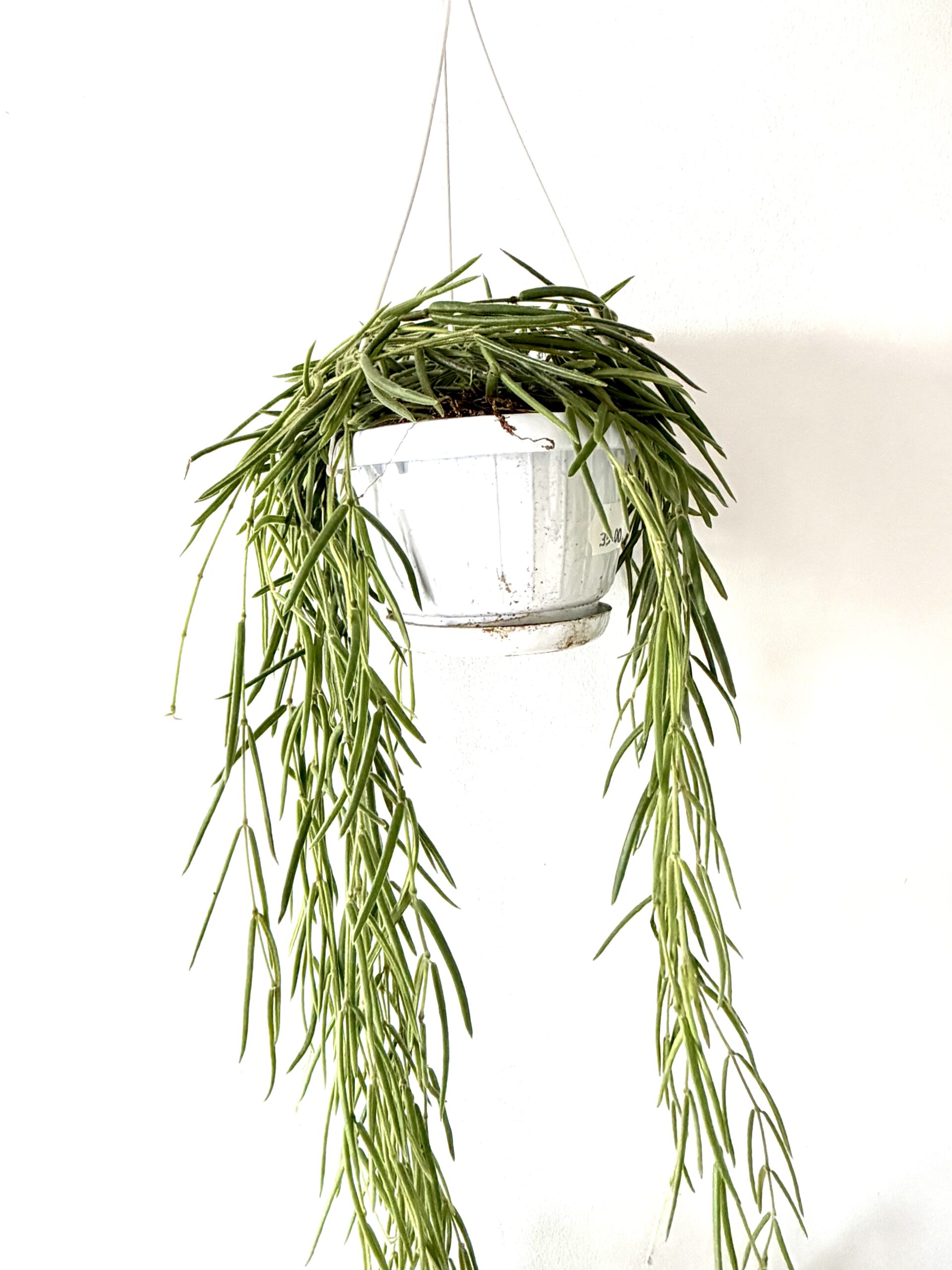 Hoya linearis