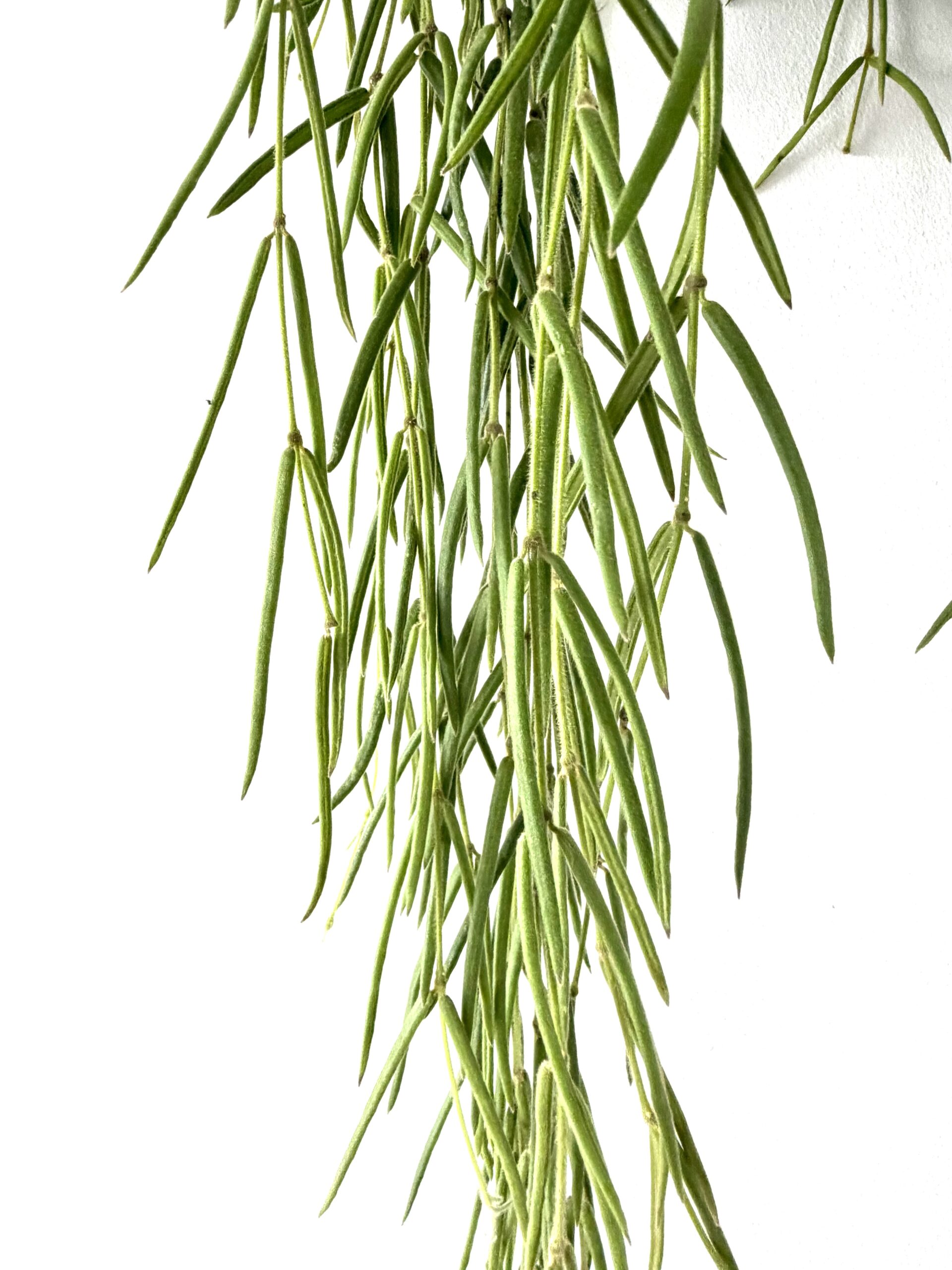 Hoya linearis - Imagen 2