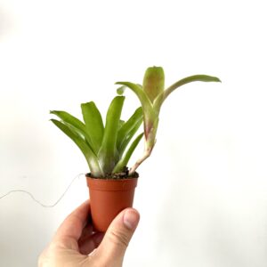 Nidularium ‘Fireball’