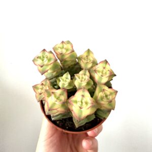 Crassula perforata variegada