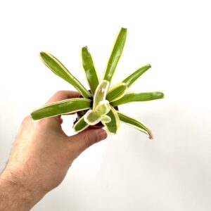 Nidularium ‘Fireball Stripe’