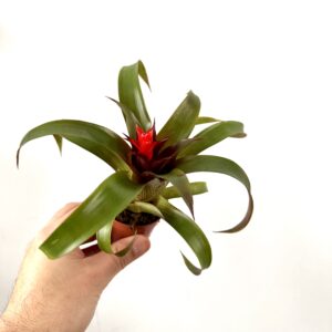 Guzmania ‘Hope’