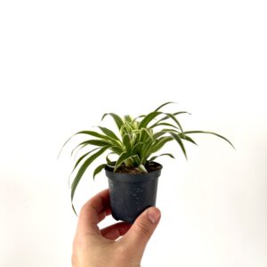 Chlorophytum (AKA Cinta, Malamadre)