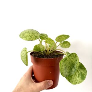 Pilea peperomioides ‘Mojito’