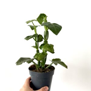 Cissus quadrangularis