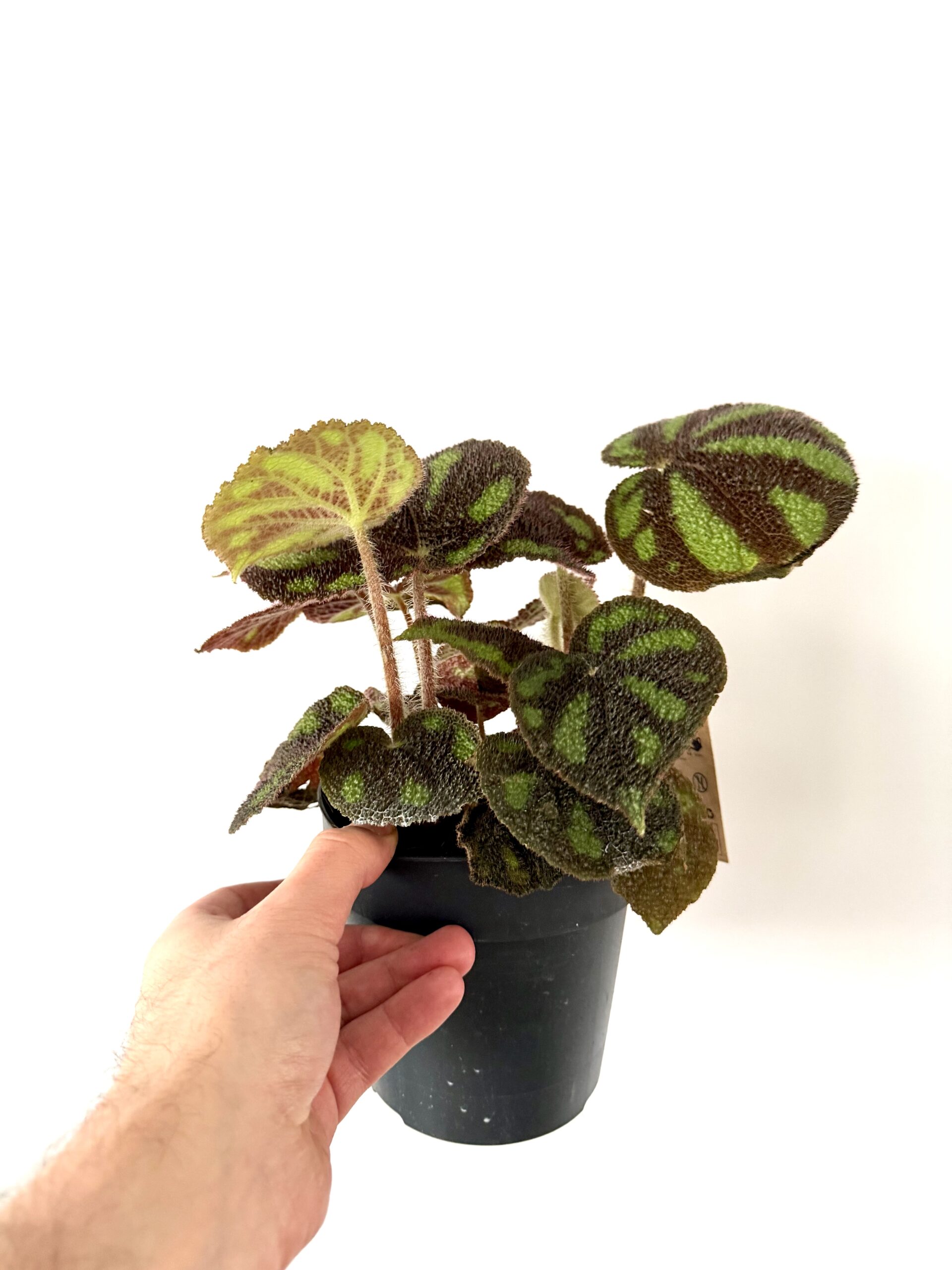 Begonia Masionana Boulder - Imagen 2