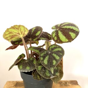 Begonia Masionana Boulder