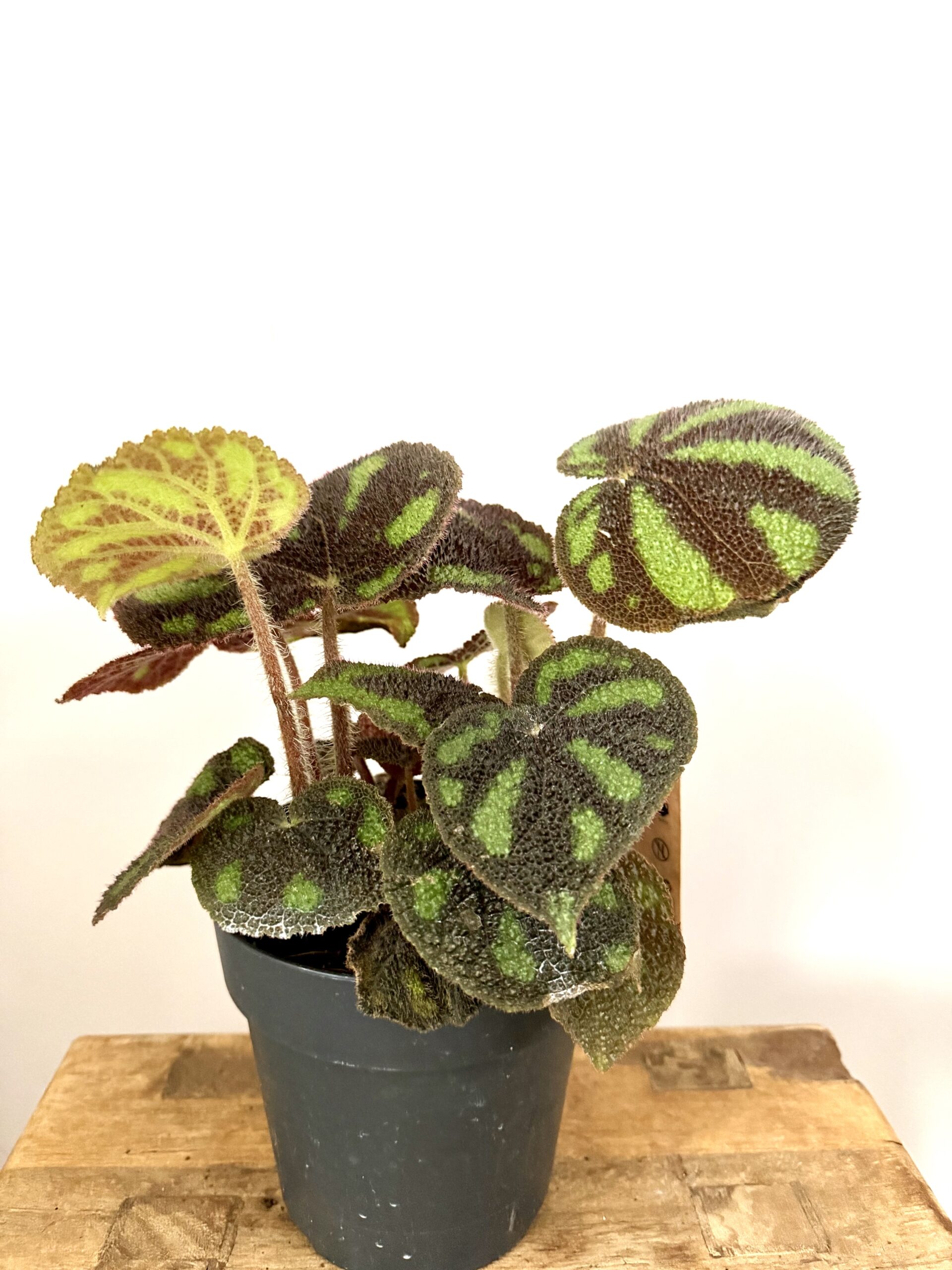 Begonia Masionana Boulder