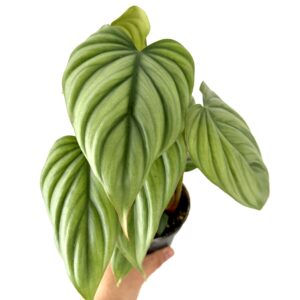 Philodendron ‘Colombia’