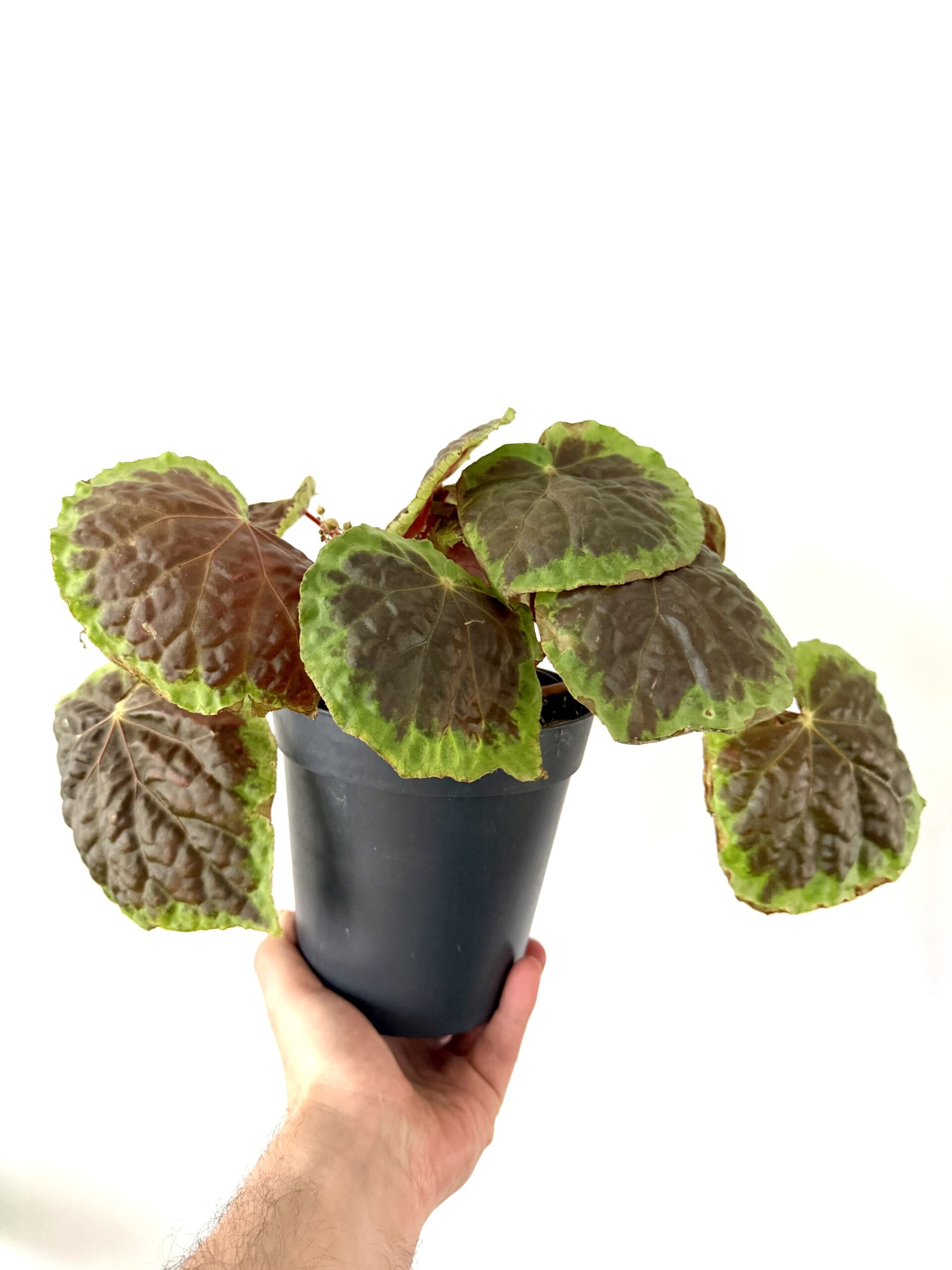 Begonia dongoaanesi