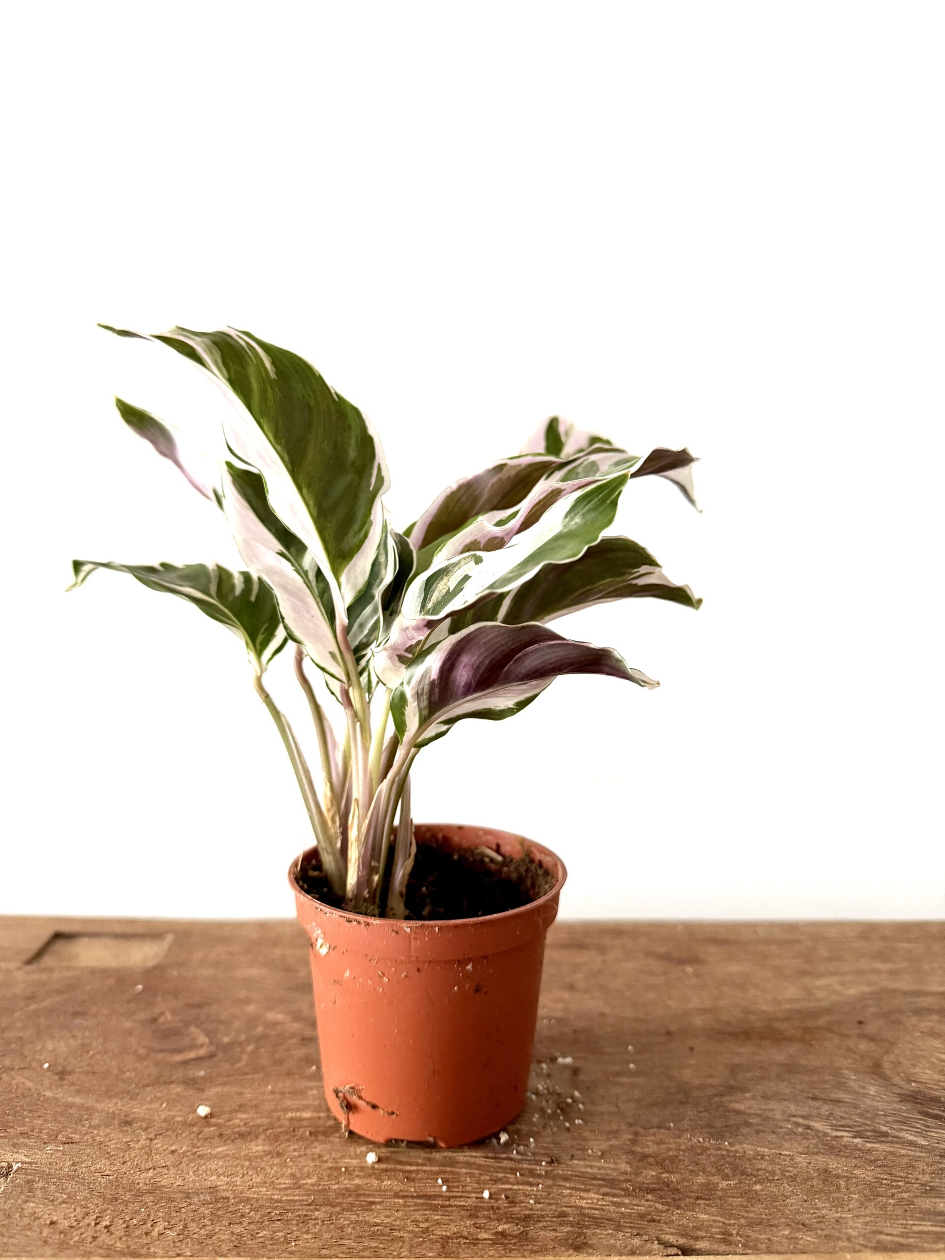 Calathea White Fussion - Imagen 2