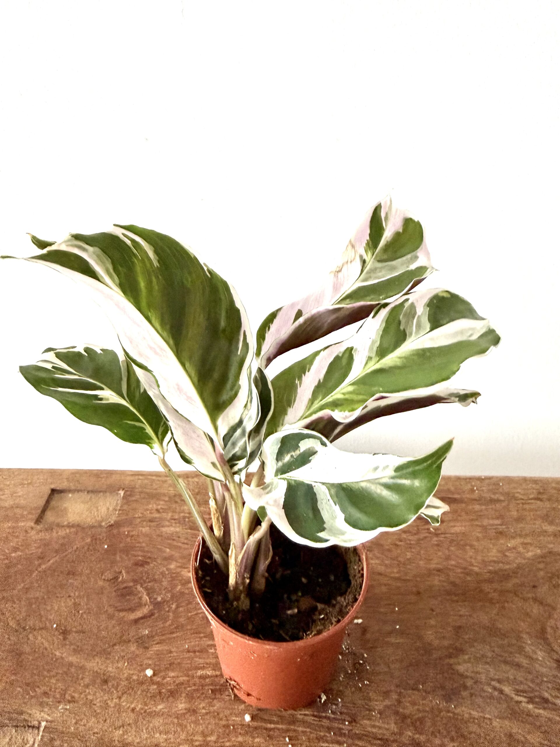 Calathea White Fussion