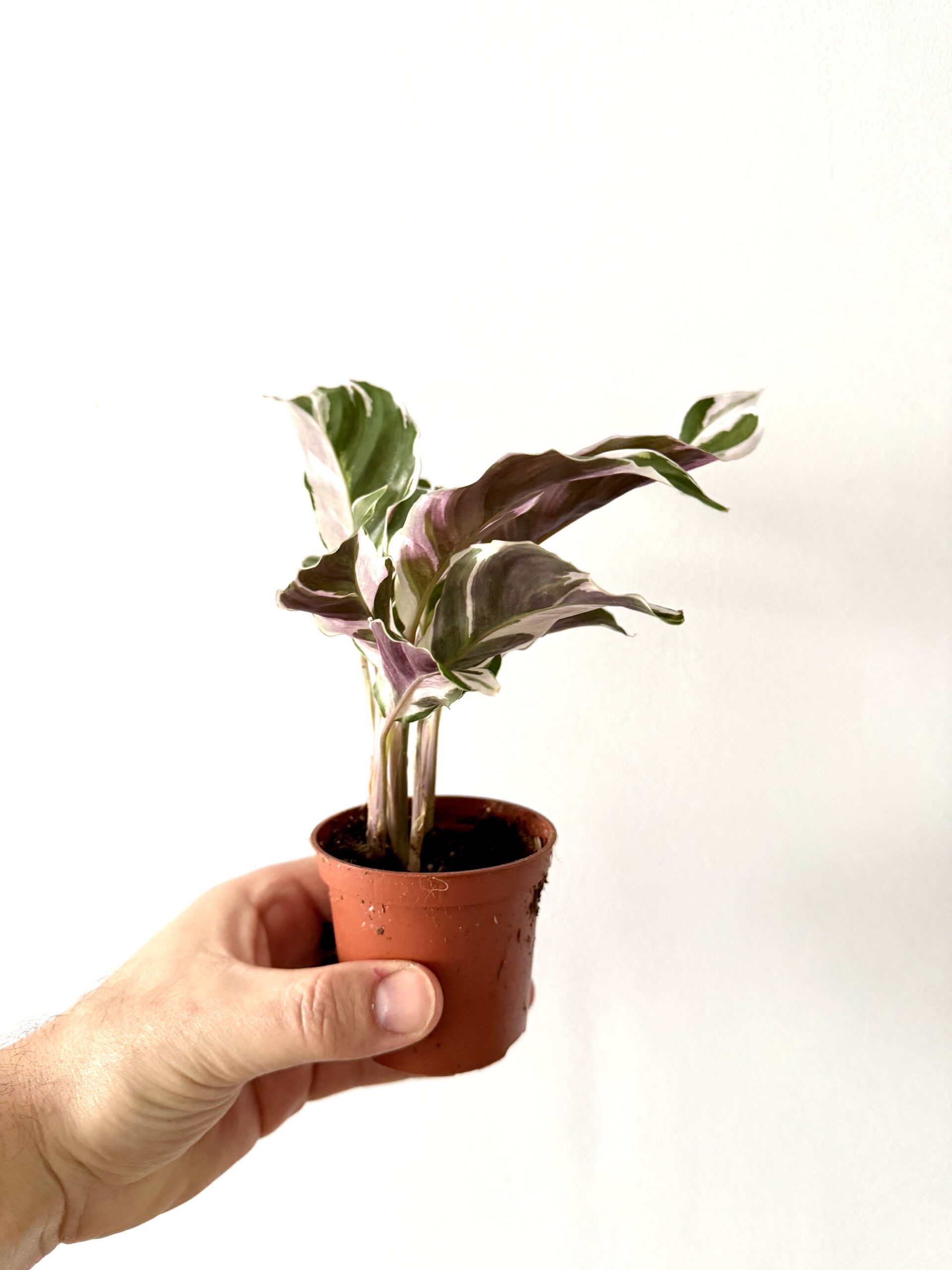 Calathea White Fussion - Imagen 4