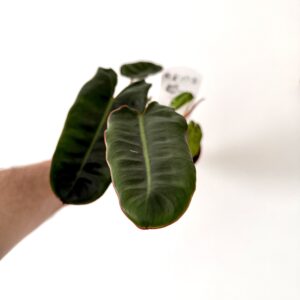 Philodendron billietiae