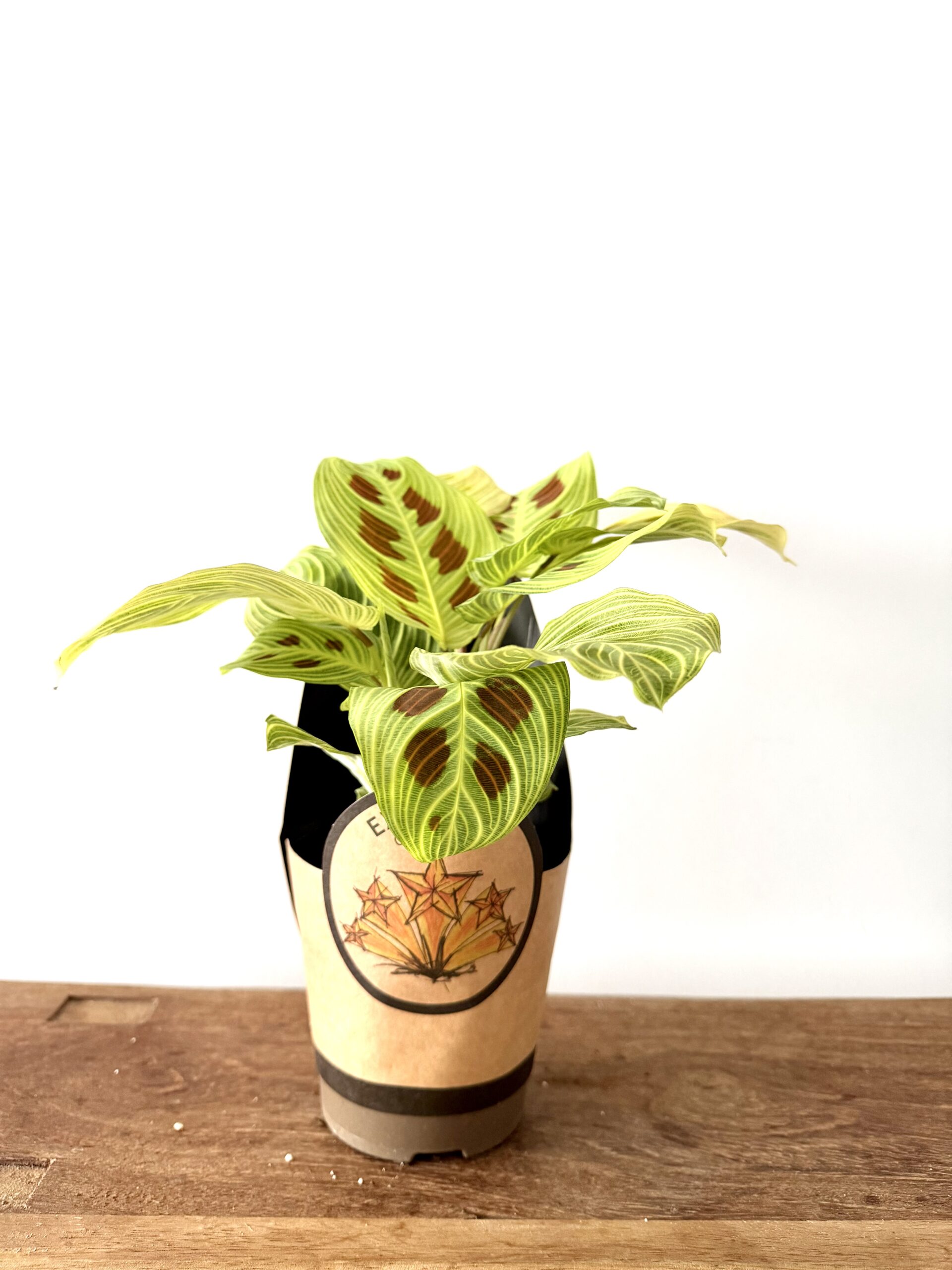 Maranta leuconeura ‘Golden Vein’ - Imagen 2