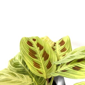 Maranta leuconeura ‘Golden Vein’