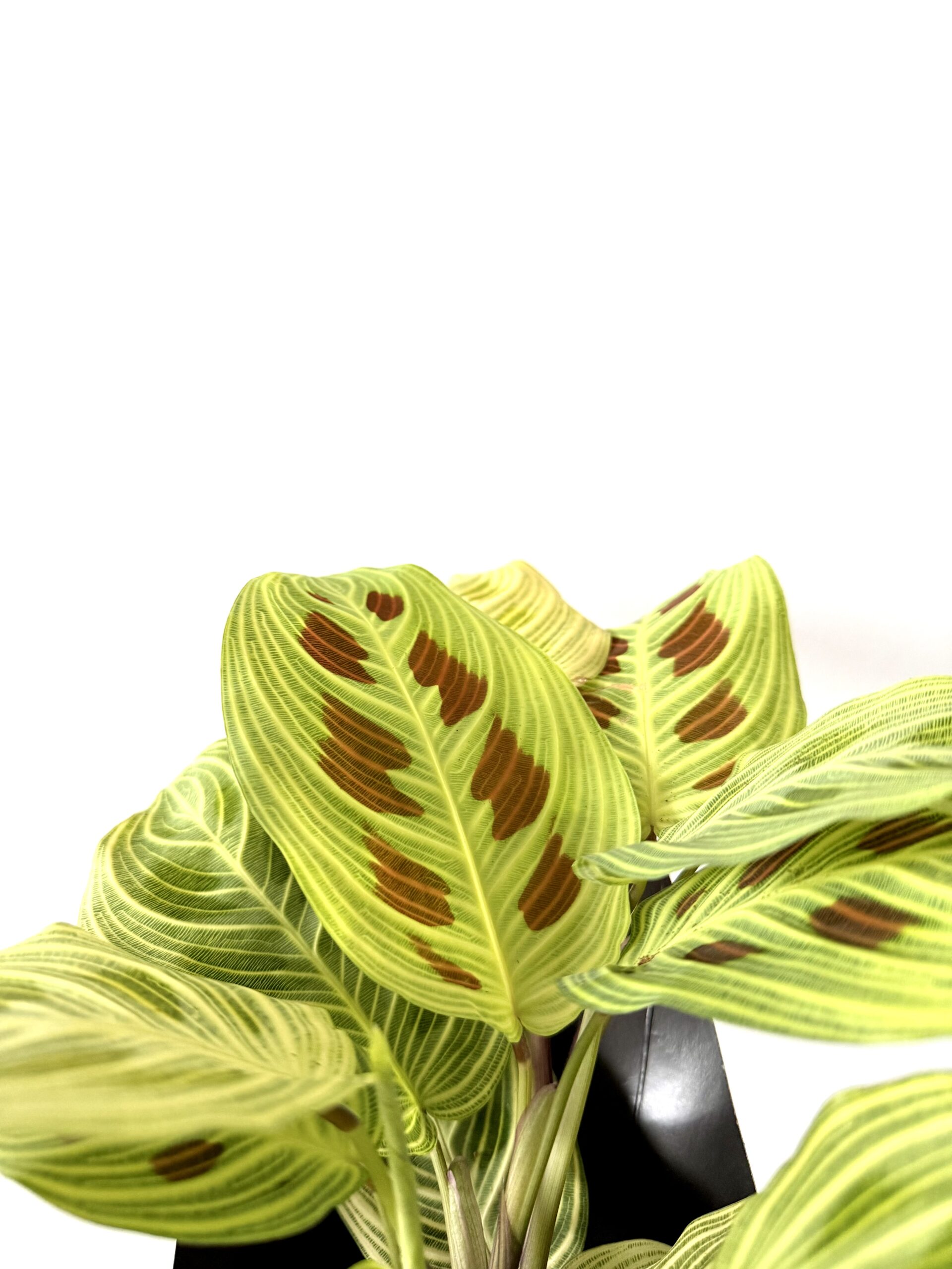 Maranta leuconeura ‘Golden Vein’