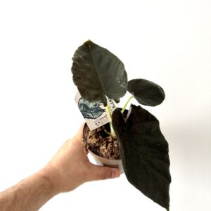 Alocasia ‘Antoro Velvet’