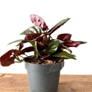 Syngonium erythrophyllum ‘Red Arrow’