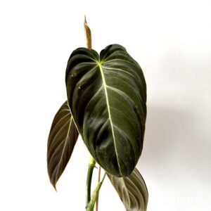 Philodendron melanochrysum