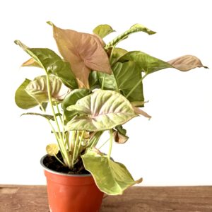 Syngonium Pink