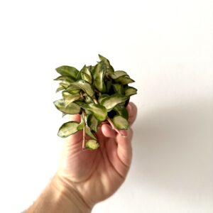 Hoya lacunosa ‘Tricolor Bruno’