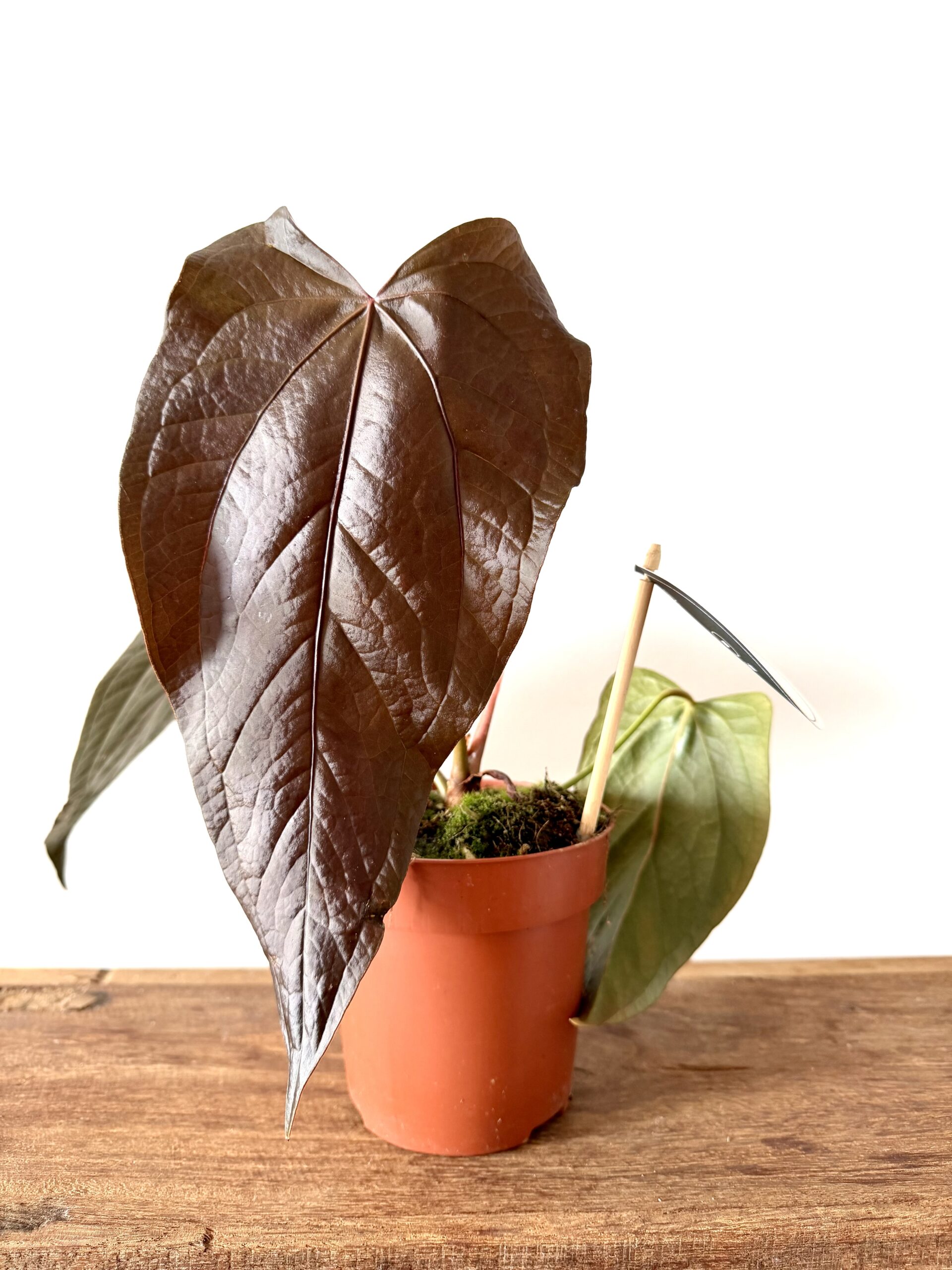 Anthurium Queen of Hearts - Imagen 2