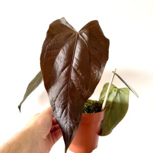 Anthurium Queen of Hearts