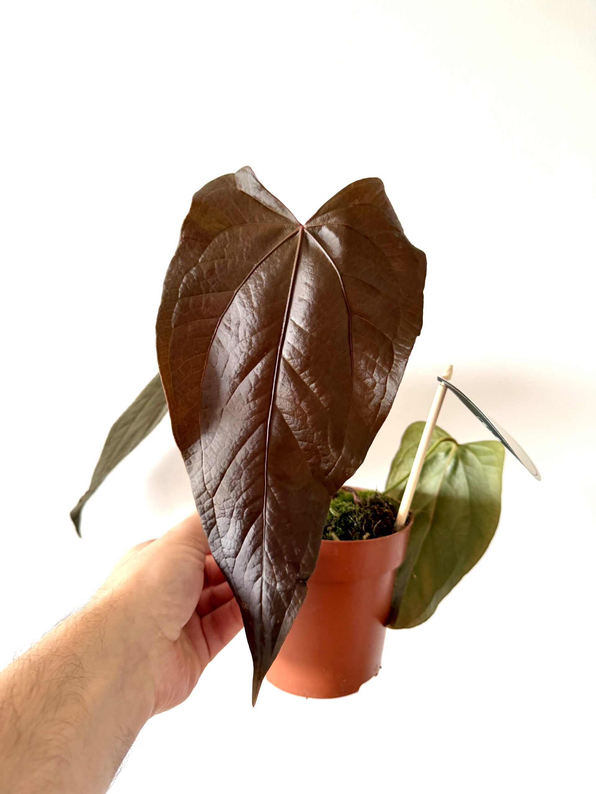Anthurium Queen of Hearts