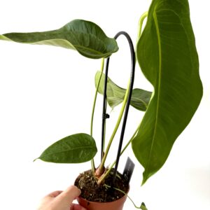 Anthurium peltigerum