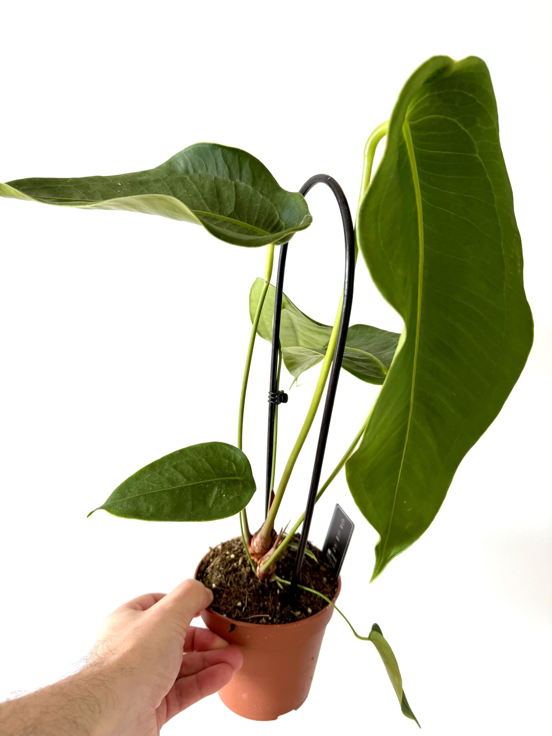 Anthurium peltigerum